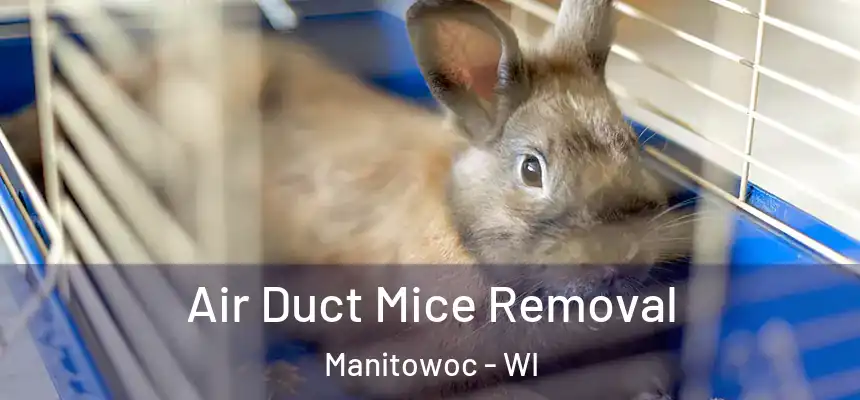 Air Duct Mice Removal Manitowoc - WI